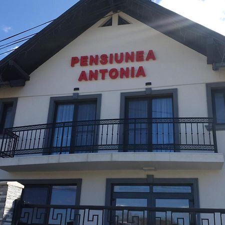 Pensiunea Antonia Sighetu Marmaţiei Екстериор снимка